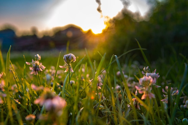 Close-up of flowering plants on land