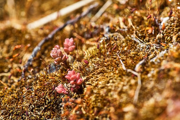 Photo close-up of flowering plants on land