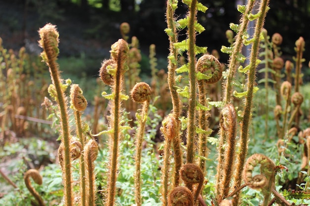 陸上の花の植物のクローズアップ