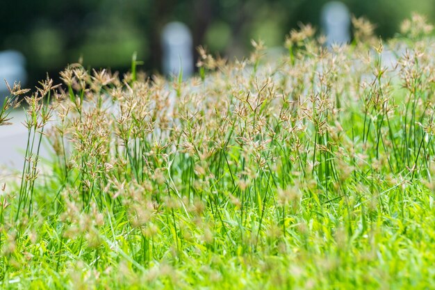 Close-up of flowering plants on land