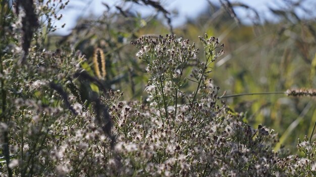 Photo close-up of flowering plants on land