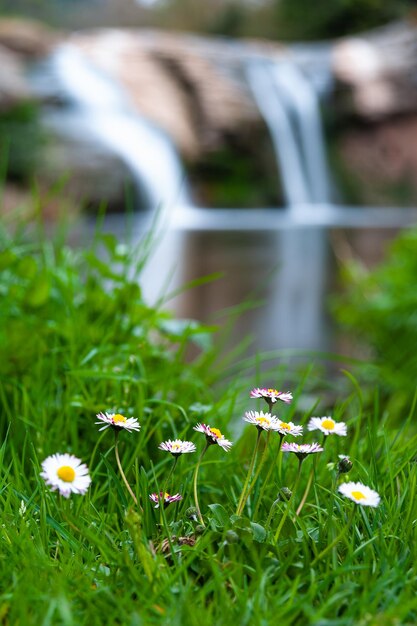 Close-up of flowering plants on land