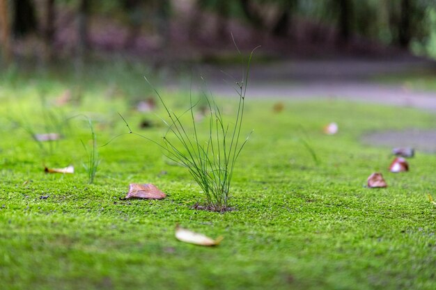 Foto close-up di piante da fiore a terra