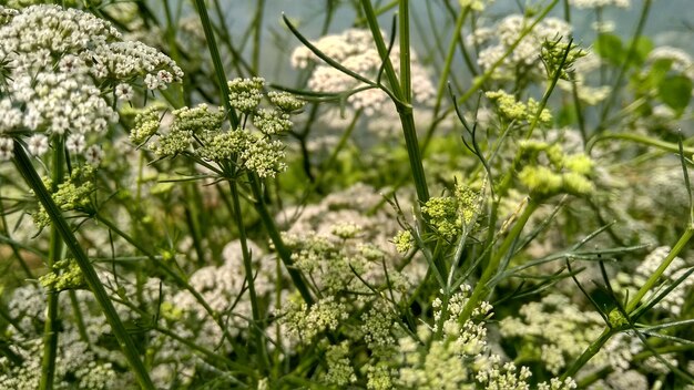 Close-up of flowering plants and leaves on field