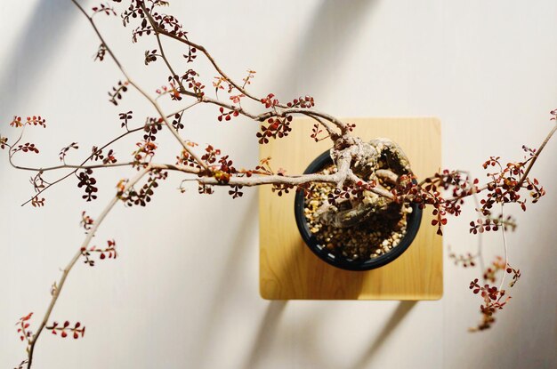 Close-up of flowering plants on table against wall