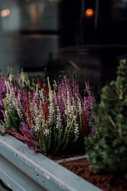 花をかせる植物のクローズアップ