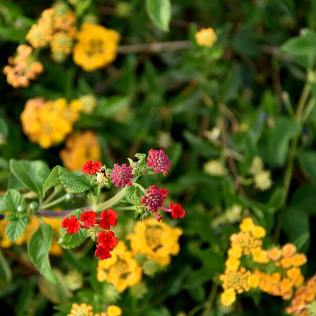 花をかせる植物のクローズアップ