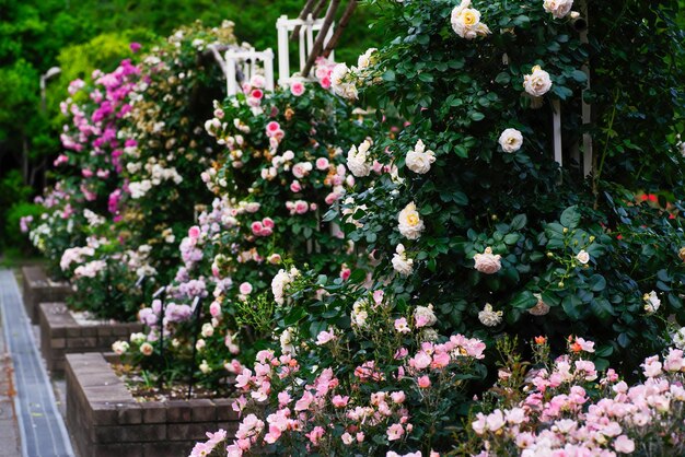 Close-up of flowering plants