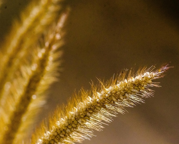 Foto close-up di piante da fiore