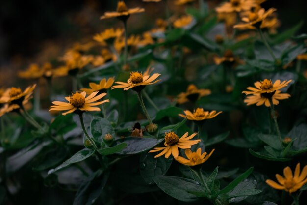 Close-up of flowering plants