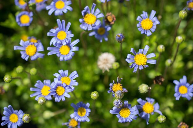 Close-up of flowering plants