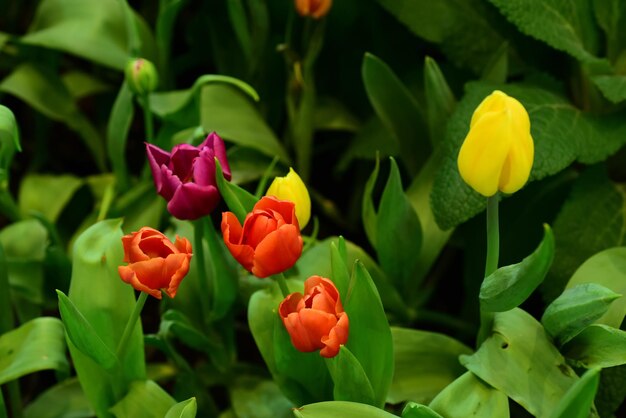 Photo close-up of flowering plants