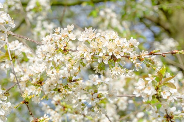 Close-up of a flowering prunus avium tree with white blossomsblooming sweet cherry tree in spring