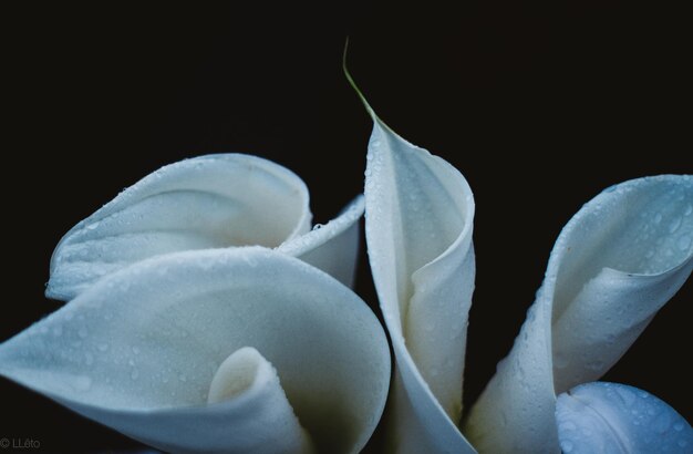 Photo close-up of flowers against black background