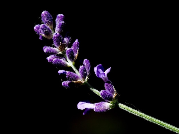 黒い背景の花のクローズアップ