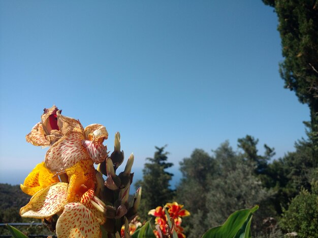 Close-up of flowers against blue sky