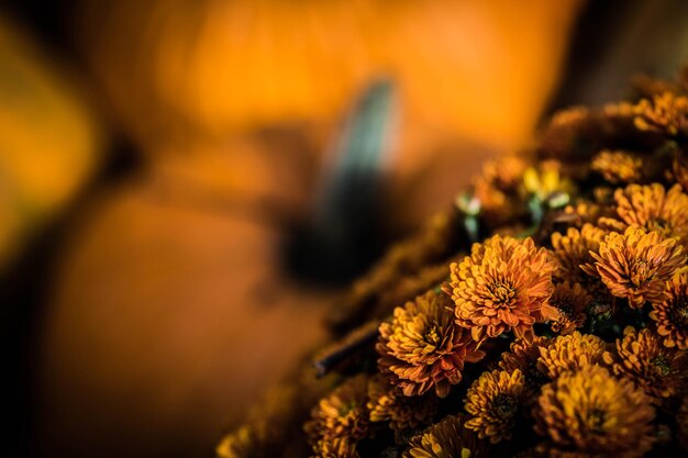 Close-up of flowers against blurred background