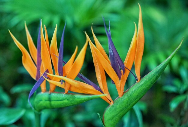 Close-up of flowers against blurred background