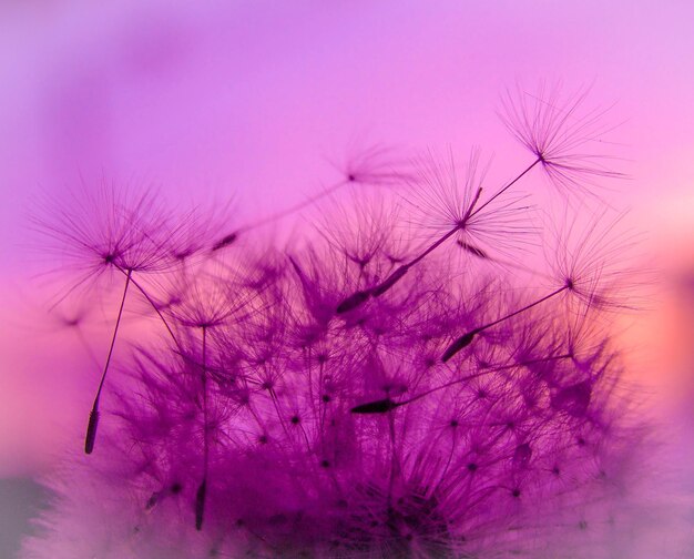 Photo close-up of flowers against blurred background