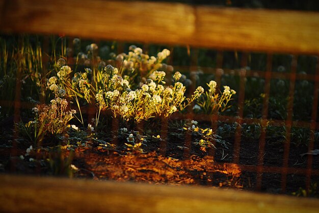 Close-up of flowers against blurred background