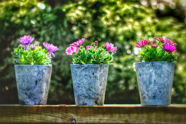 Photo close-up of flowers against blurred background