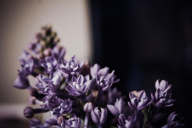 ぼんやりした背景の花のクローズアップ
