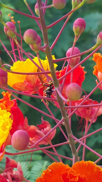 Photo close-up of flowers against blurred background