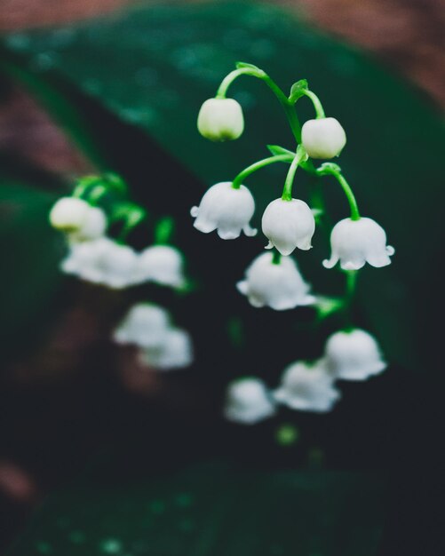 Close-up of flowers against blurred background