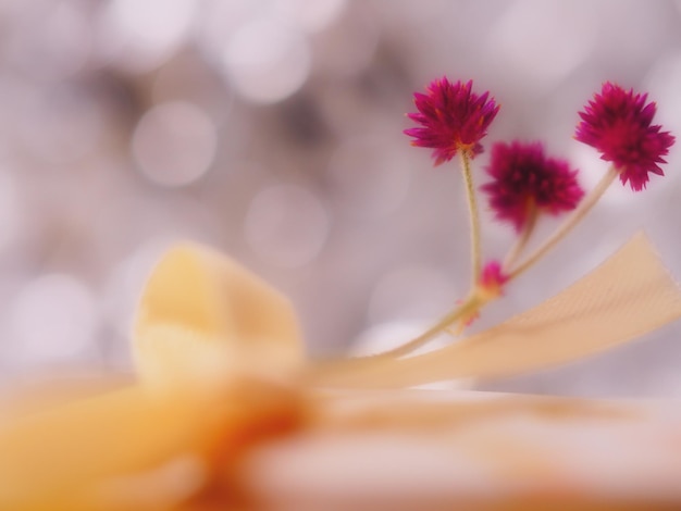 Photo close-up of flowers against blurred background