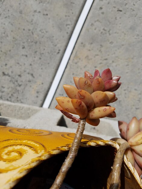 Close-up of flowers against blurred background