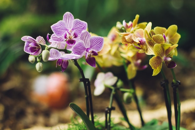 ぼんやりした背景の花のクローズアップ