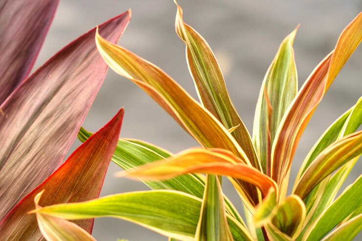 Photo ぼんやりした背景の花のクローズアップ