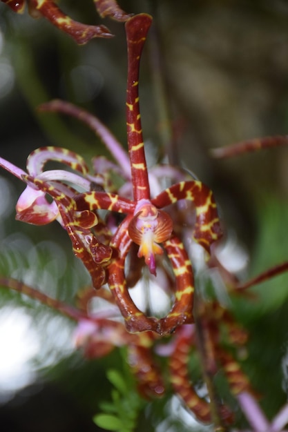 Photo close-up of flowers against blurred background