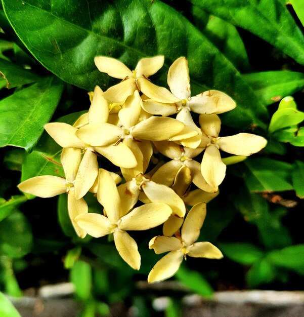 Close-up of flowers against blurred background