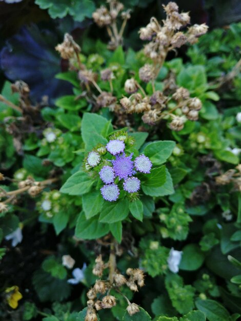 Close-up of flowers against blurred background