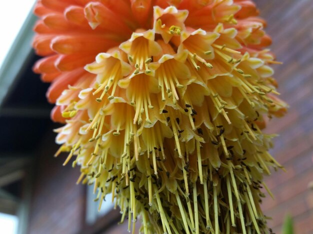 Close-up of flowers against blurred background