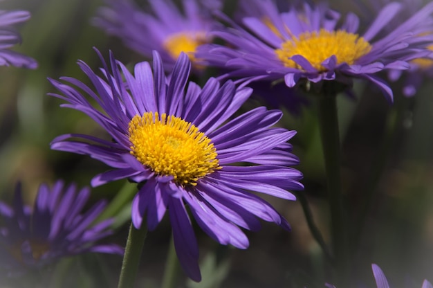 ぼんやりした背景の花のクローズアップ