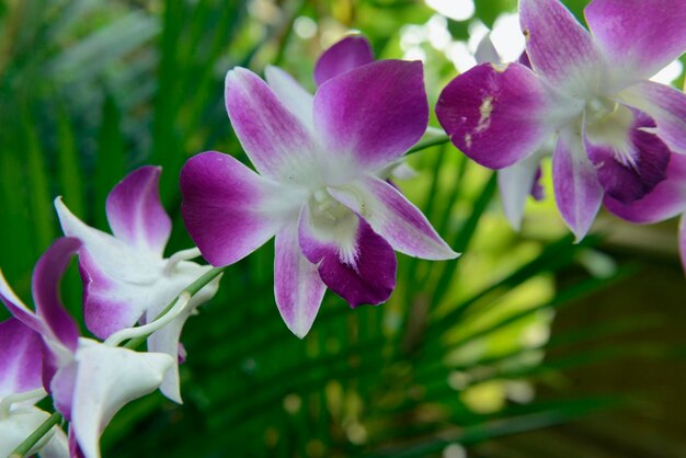 Close-up of flowers against blurred background