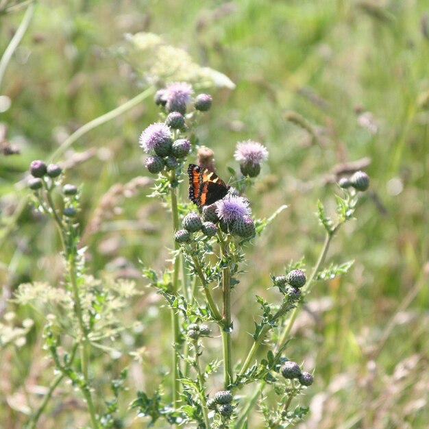 Close-up of flowers against blurred background