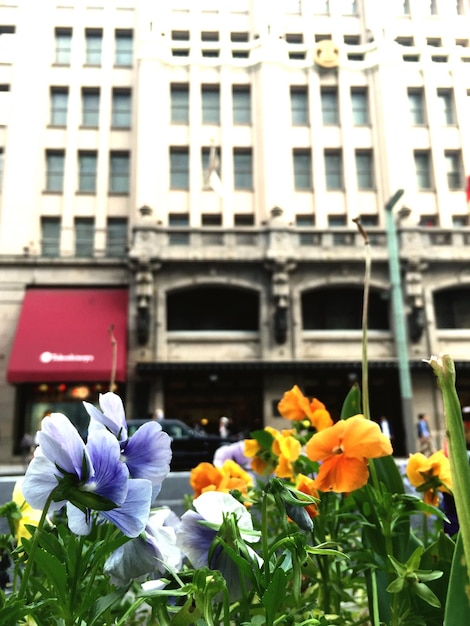 Foto close-up di fiori contro l'edificio