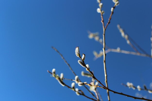 Close-up of flowers against clear blue sky