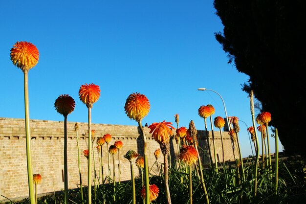 Close-up of flowers against clear blue sky