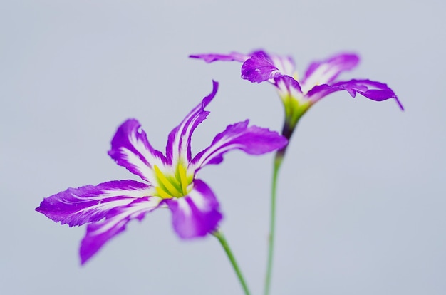 Close-up of flowers against clear sky