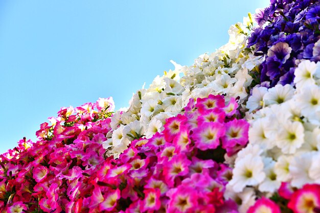 Close-up of flowers against clear sky