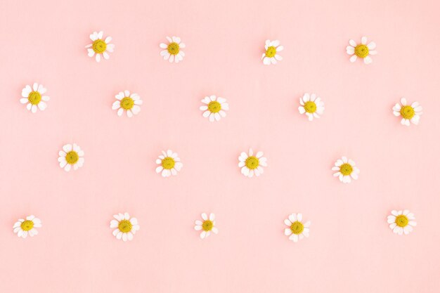 Photo close-up of flowers against pink background