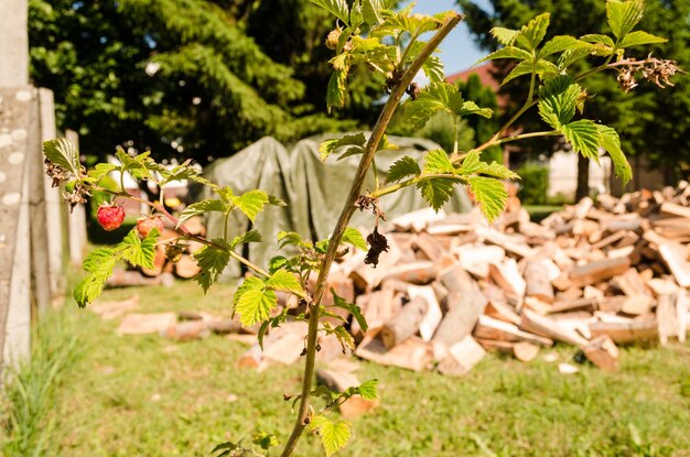 Foto prossimo piano di fiori contro piante.