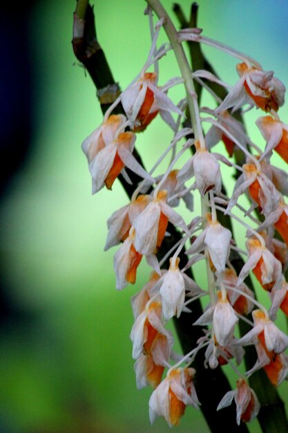 Close-up of flowers against sky