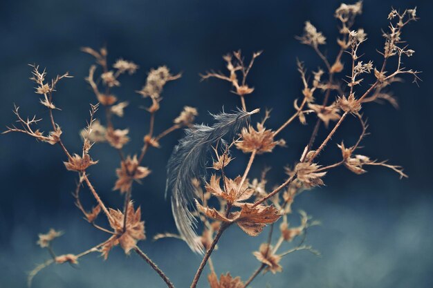 Close-up of flowers against sky