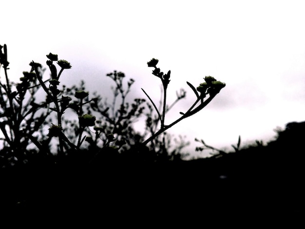 Foto close-up di fiori contro il cielo