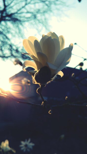 Close-up of flowers against sky